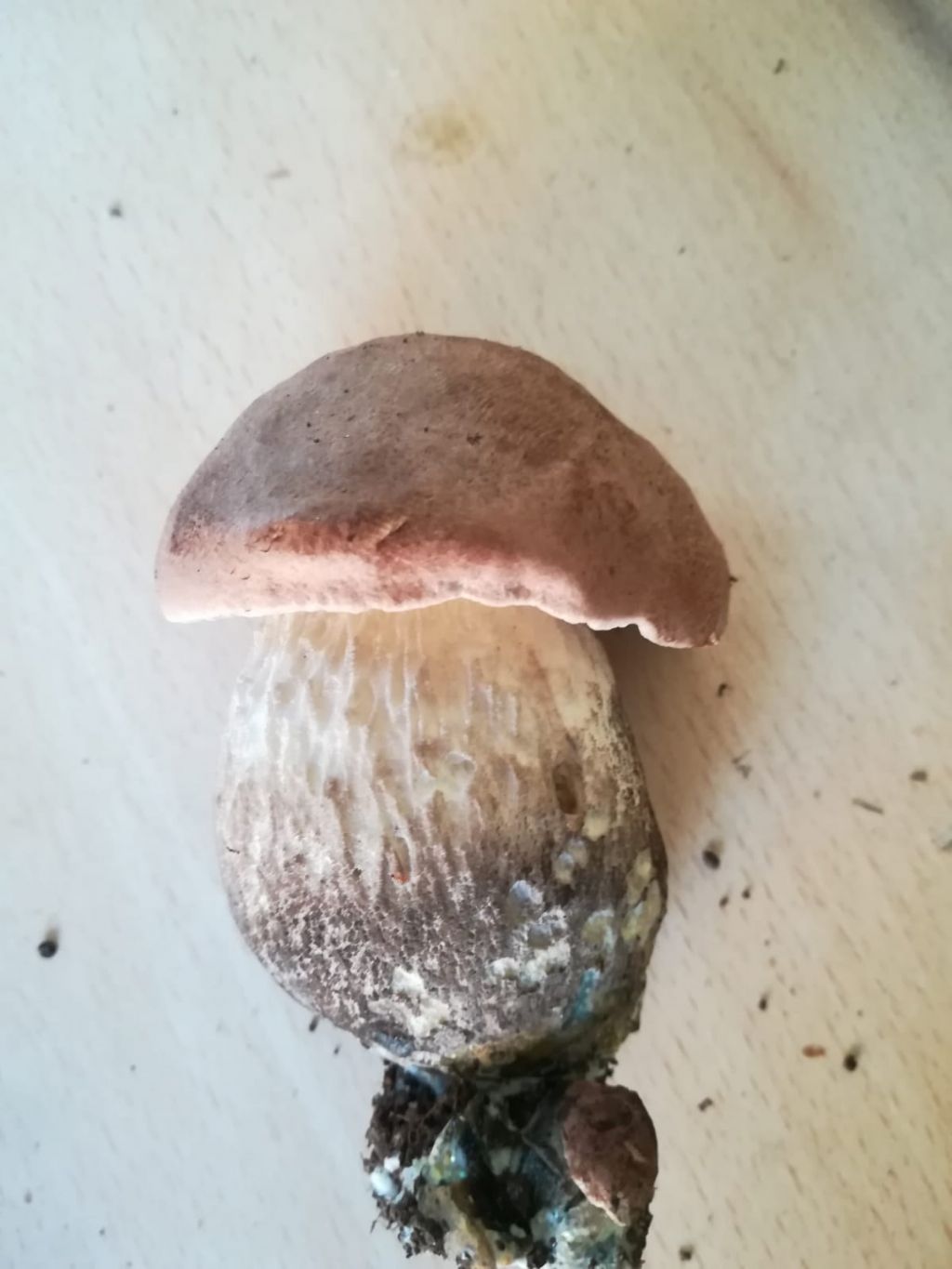 Fungo da determinare